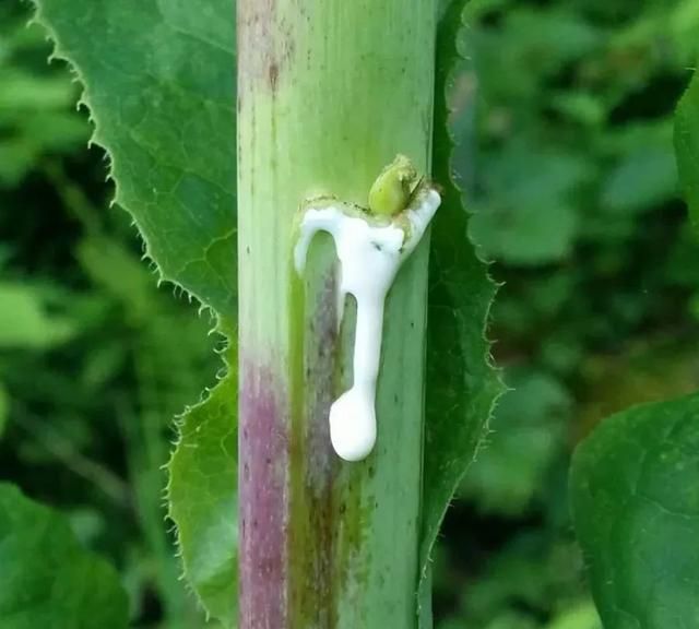 莴笋秋天的千金菜(家常菜莴苣)图4