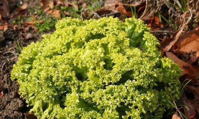 莴笋秋天的千金菜(家常菜莴苣)图5