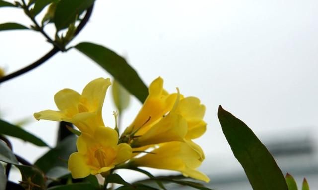 好看又好养的茉莉花,香水桂花好一些还是茉莉花好一些图3