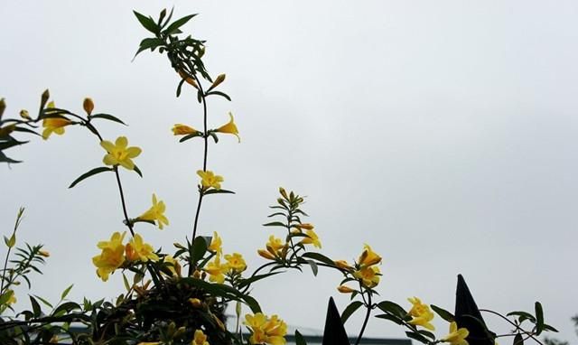 好看又好养的茉莉花,香水桂花好一些还是茉莉花好一些图7