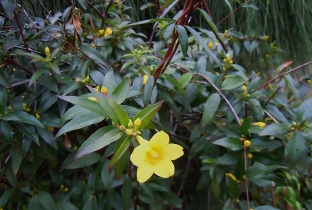 好看又好养的茉莉花,香水桂花好一些还是茉莉花好一些图8