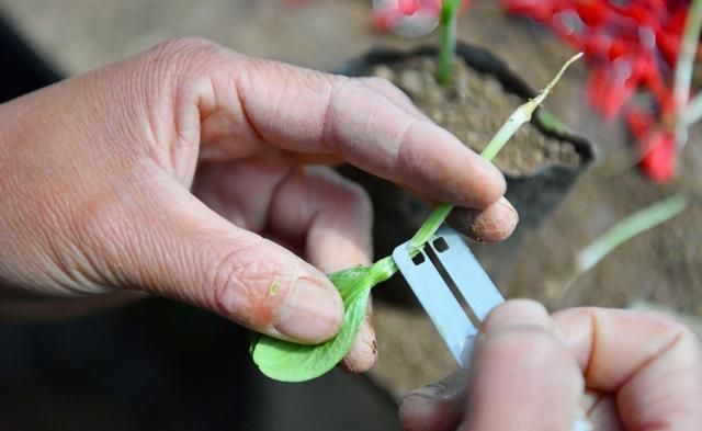 种植西葫芦开始结瓜了该怎么管理图2