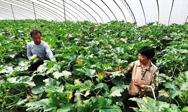 种植西葫芦开始结瓜了该怎么管理图3