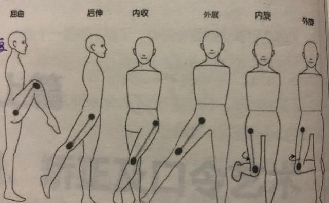 解剖学关节运动幅度名词解释,瑜伽解剖学屈和伸图3