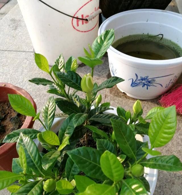 栀子花茉莉花用哪种花肥好图4