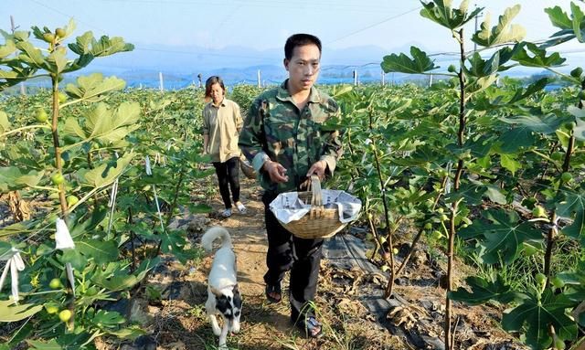 种植一亩无花果能挣多少钱(大规模种植无花果赚钱吗)图1