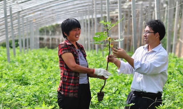 种植一亩无花果能挣多少钱(大规模种植无花果赚钱吗)图3