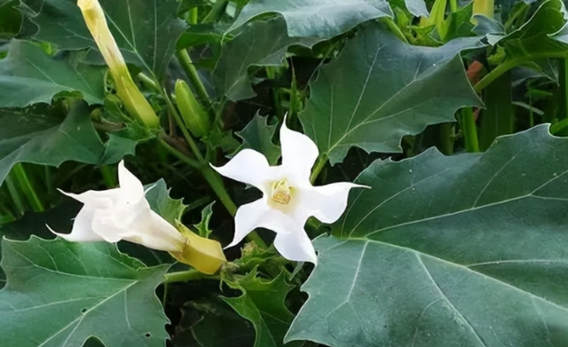 哪些花不吉利,长辈最好养的三种花图13