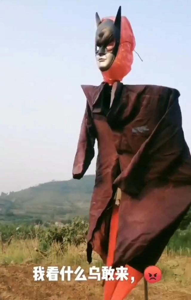 稻草人驱赶鸟做法,牛人自制驱鸟神器稻草人图2