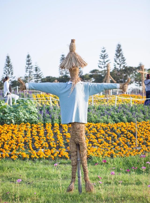 稻草人驱赶鸟做法,牛人自制驱鸟神器稻草人图3