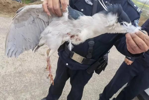 非法捕猎动物案件图1