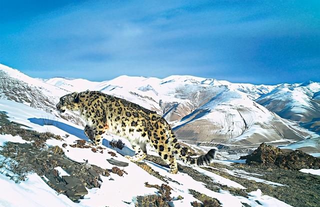 雪豹是大猫吗,怎么区别花豹和雪豹图1