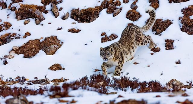 雪豹是大猫吗,怎么区别花豹和雪豹图3