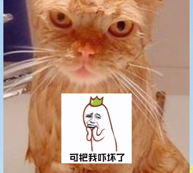 猫咪多久需要洗澡一次会比较好呢图2