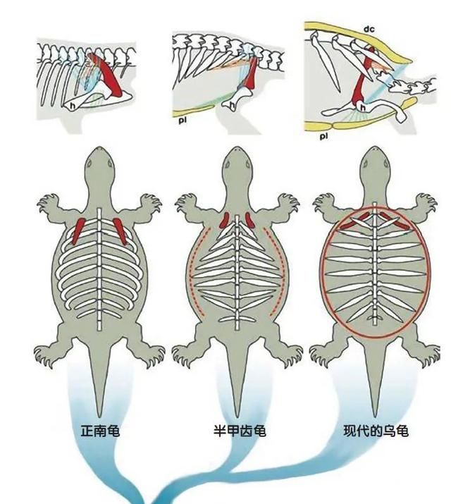 乌龟为何会成为科学家们的噩梦图6