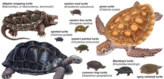 乌龟为何会成为科学家们的噩梦图12