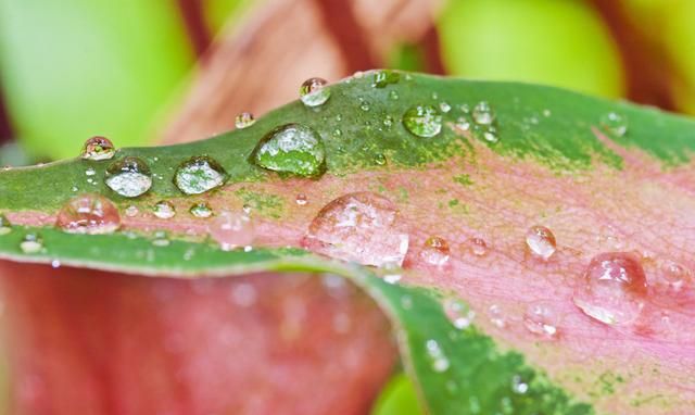 花叶芋黄叶(花叶芋换盆以后枯萎了)图2