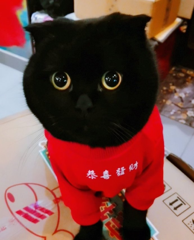 网红猫千岁岁是什么品种的猫,网红猫千岁岁一个月可以赚多少钱图1