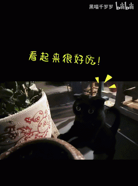 网红猫千岁岁是什么品种的猫,网红猫千岁岁一个月可以赚多少钱图11