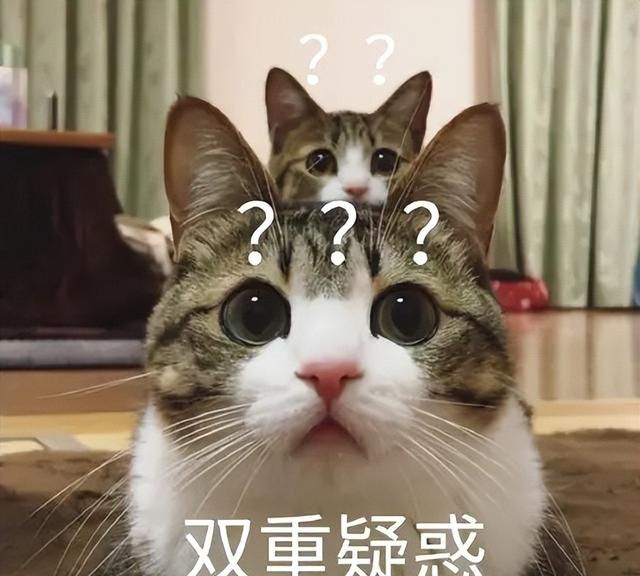 网红猫千岁岁是什么品种的猫,网红猫千岁岁一个月可以赚多少钱图35