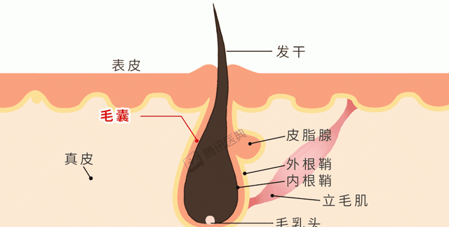 头发长了真的会吸收身体的营养吗图1