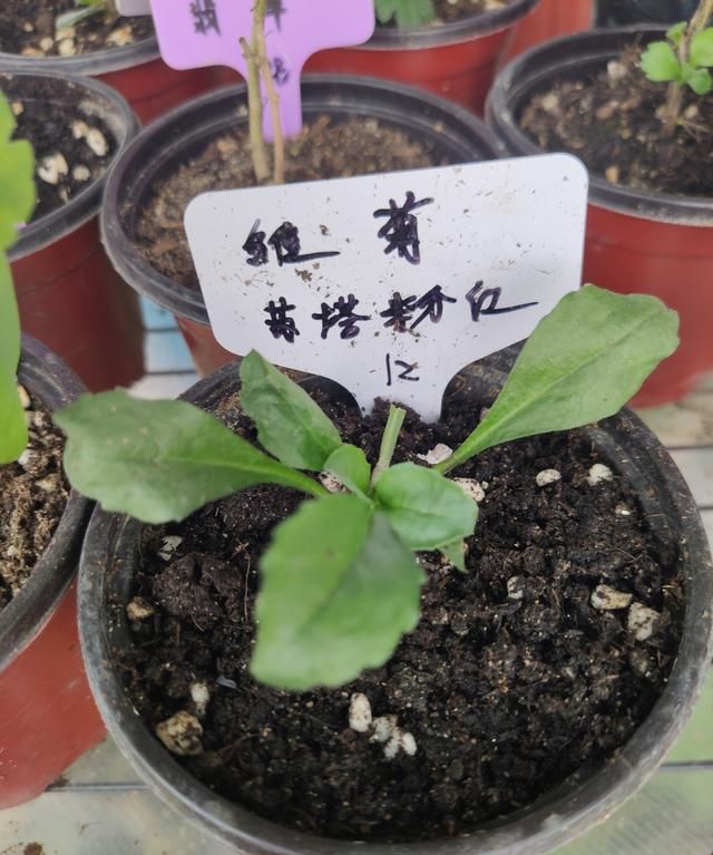 雏菊花期到了当前该怎样养护,雏菊应该怎么养才能开花图2