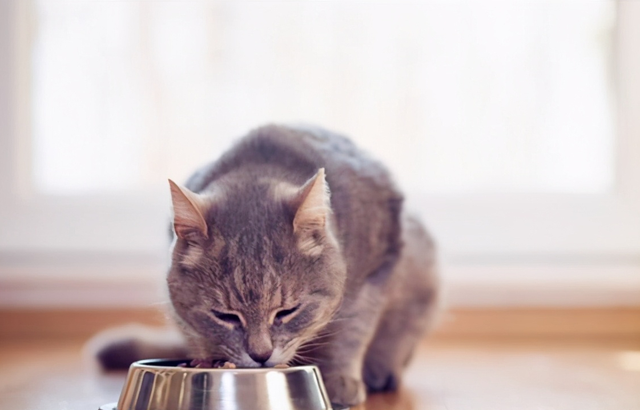 什么东西对猫是致命的(猫咪有跳蚤克星)图7