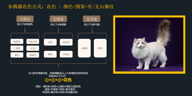 如何挑选一只纯正的布偶猫(如何挑选纯种的布偶猫)图2