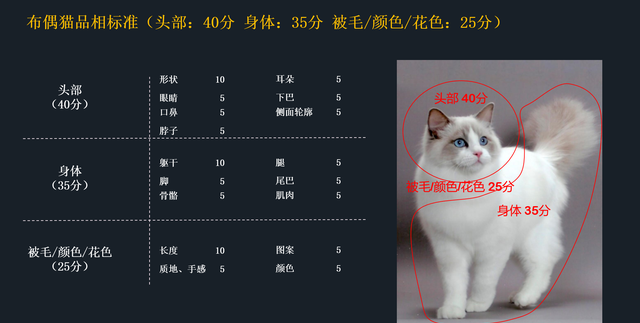 如何挑选一只纯正的布偶猫(如何挑选纯种的布偶猫)图3