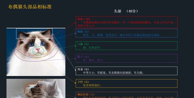 如何挑选一只纯正的布偶猫(如何挑选纯种的布偶猫)图4