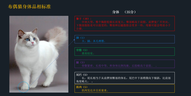 如何挑选一只纯正的布偶猫(如何挑选纯种的布偶猫)图5