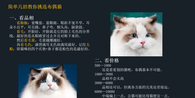 如何挑选一只纯正的布偶猫(如何挑选纯种的布偶猫)图8