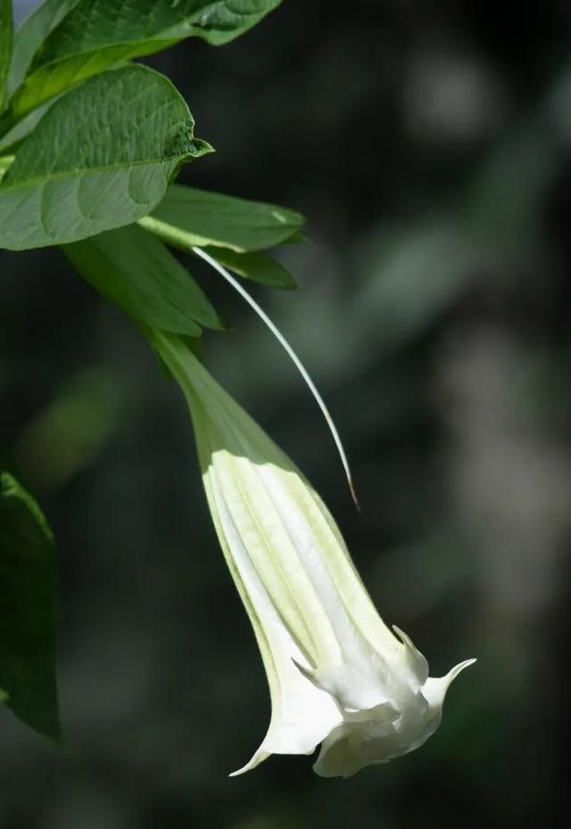 曼陀罗花哪种颜色毒最大(世上五大毒花排名第一的曼陀罗花)图10