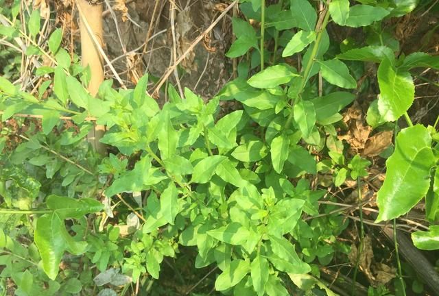 清明季节常见的野菜,清明节前的野菜有哪些图1