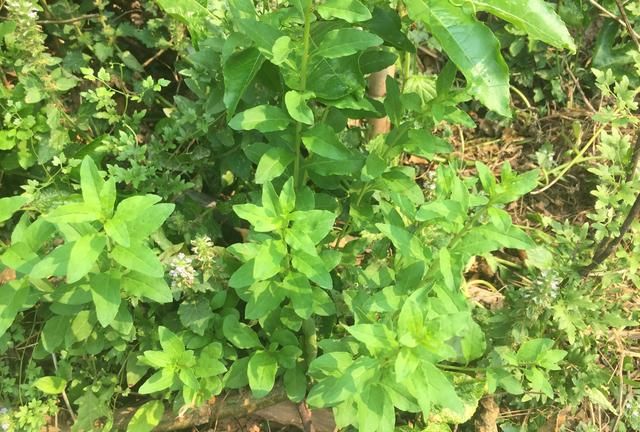 清明季节常见的野菜,清明节前的野菜有哪些图2