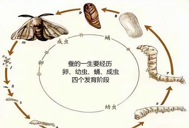 蚕宝宝是什么时候开始吐丝的?(蚕从蚕宝宝变成蚕蛹需要多少天)图1