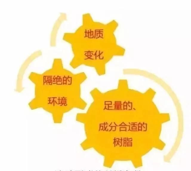 琥珀是怎样形成的(琥珀是怎样形成的十万个为什么)图4