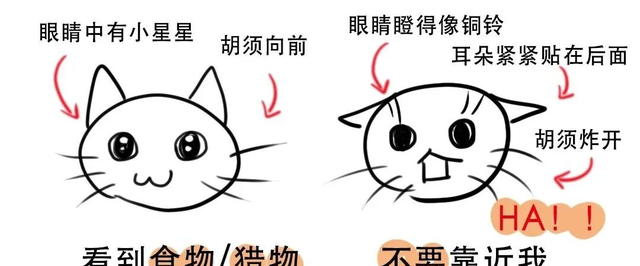 猫咪之间是如何交流的,猫咪之间会交流吗图4