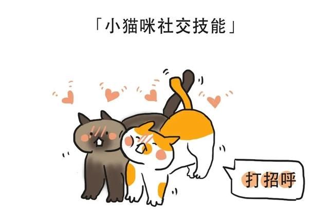 猫咪之间是如何交流的,猫咪之间会交流吗图11