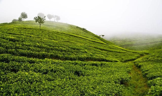 高温干旱对茶树的影响怎么办,茶树在冬季有阳光浇水还能生长吗图2