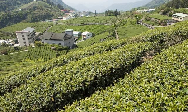 高温干旱对茶树的影响怎么办,茶树在冬季有阳光浇水还能生长吗图4