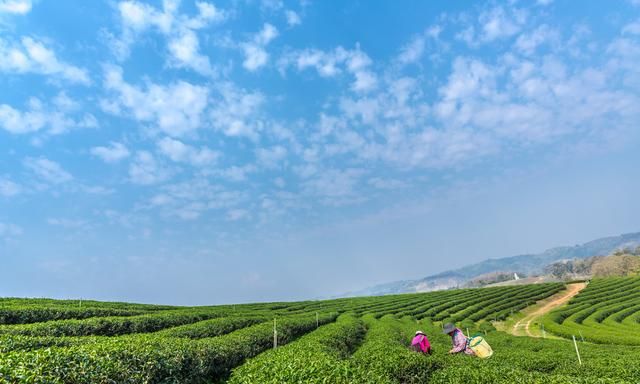 高温干旱对茶树的影响怎么办,茶树在冬季有阳光浇水还能生长吗图5