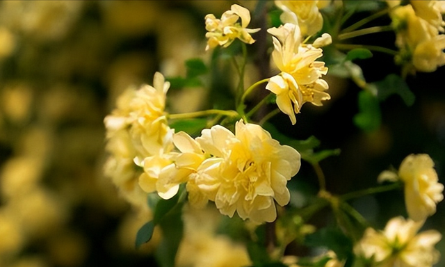 木香花抗寒耐旱(哪种的木香花最抗寒冷又好养)图6