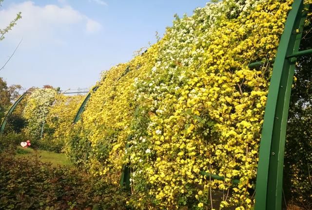 木香花抗寒耐旱(哪种的木香花最抗寒冷又好养)图8