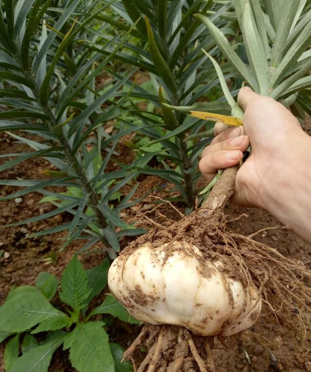 什么花一到夏天就枯萎,夏季最好养的十种花图3