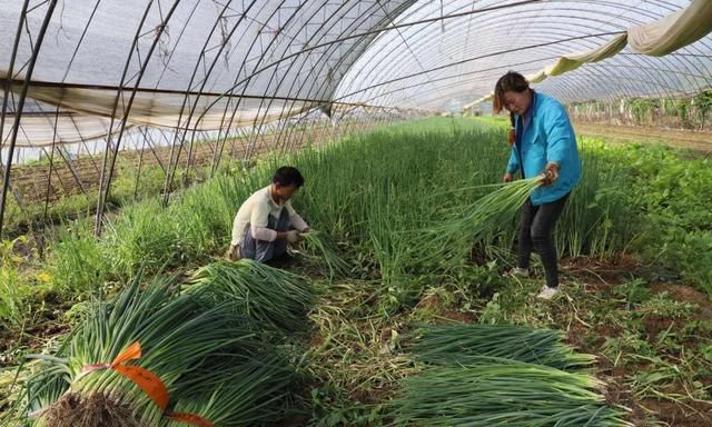 小香葱的种植技巧与管理方法,香葱种子种植技术和管理方法图17