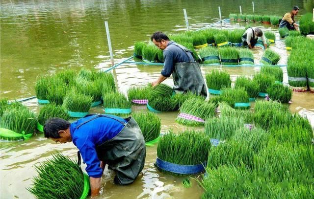 小香葱的种植技巧与管理方法,香葱种子种植技术和管理方法图25