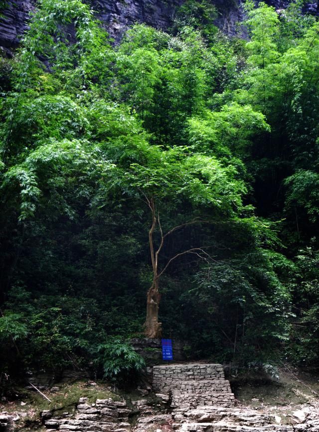 中华蚊母盆景制作与养护,中华蚊母盆景植物图1