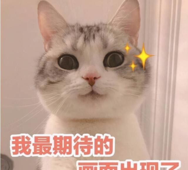 猫咪能吃的20种食物,猫咪能吃的食物有哪些图1