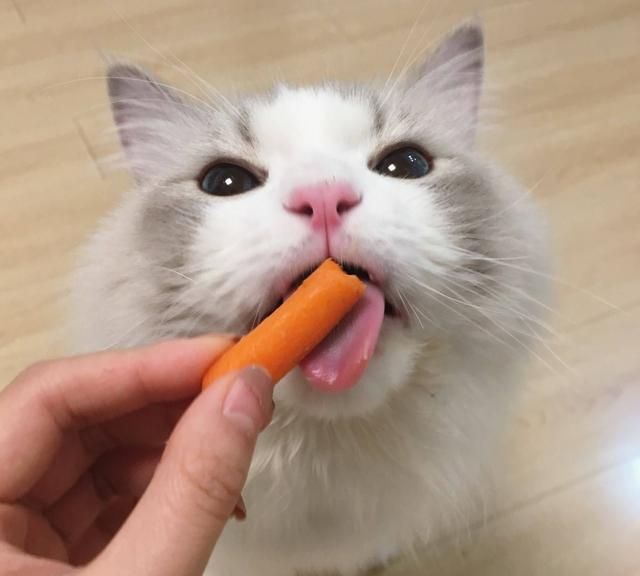 猫咪能吃的20种食物,猫咪能吃的食物有哪些图2